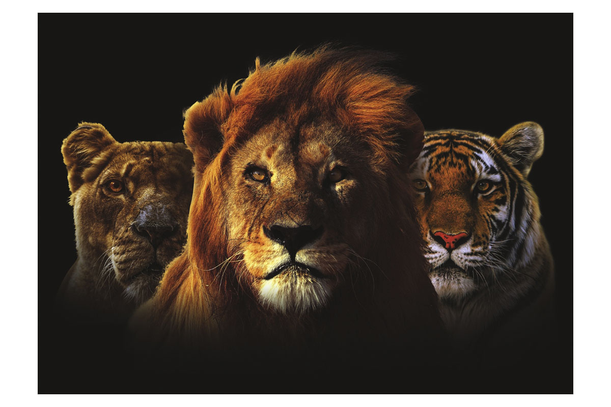 Glasschilderij - Lion King - 120 x 80 cm