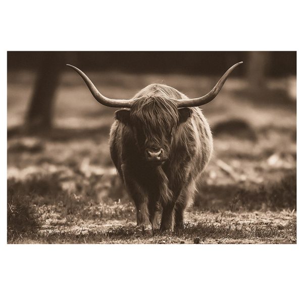 Glasschilderij - Schotse Hooglander Bresser Voor - 120 x 80 cm