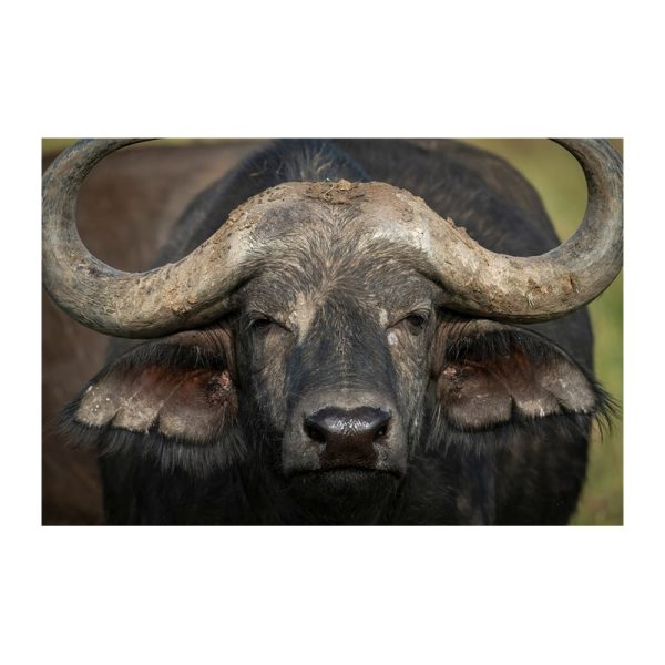 Glasschilderij - Buffel portret - 80 x 120 cm